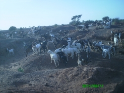 قطعان من الغنم مهددة بالموت غرقا في حال نزول المطر