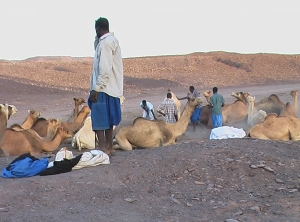 بعض الحمالة في معركة من أجل عقل أحد الجمال (تصوير الأخبار