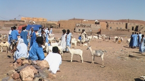 لا ظل هنا يقي باعة الأغنام في هذا الصعيد رغم حرارة المنطقة(تصوير الأخبار)