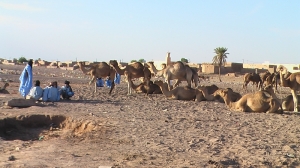 باعة الإبل في بطحاء النعمة لا ظل ولا حائط (تصوير الأخبار)