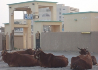 البقرات يستمرون في الاعتصام ويرفضن التفاوض مع ادارة المحطة الاذاعية (تصوير الأخبار)  