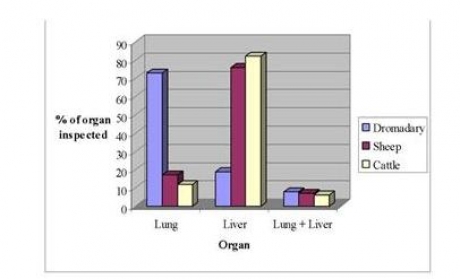 الرسم البياني يعبر عن أماكن  تواجد جراثيم الأكياس المياه في أعضاء الحيوانات 